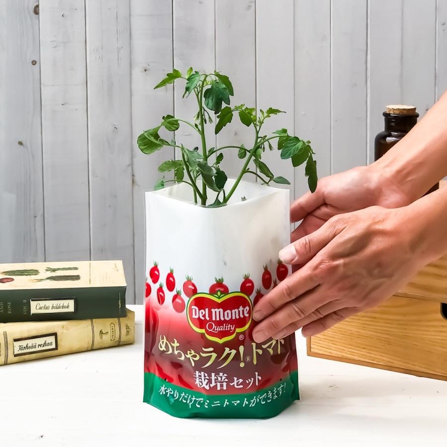 デルモンテ めちゃラク トマト栽培セット 野菜 野菜苗 トマト トマト苗 予防接種苗 植え込み完成品 プランチュ Yahoo 店 通販 Yahoo ショッピング