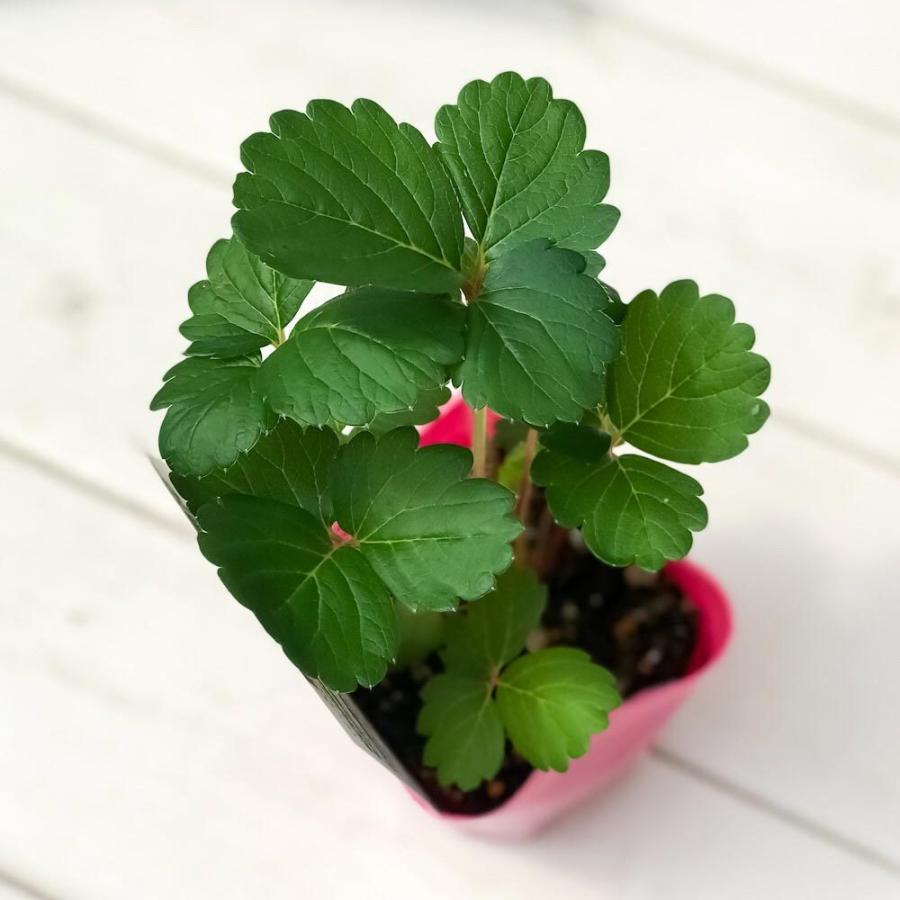 野菜苗 サントリー 本気野菜 イチゴ ローズベリーレッド 3号ポット 果物 果菜苗 イチゴ苗 いちご苗 いちご 四季なり プランチュ Yahoo 店 通販 Yahoo ショッピング