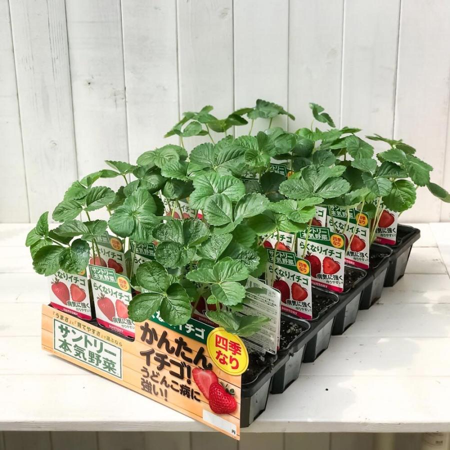 野菜苗 サントリー 本気野菜 イチゴ らくなりイチゴ 3号ポット 6ポットセット 果物 果菜苗 イチゴ苗 いちご苗 いちご 四季なり プランチュ Yahoo 店 通販 Yahoo ショッピング