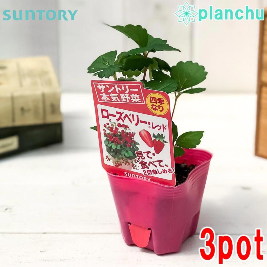 野菜苗 サントリー 本気野菜 イチゴ ローズベリーレッド 3号ポット 3ポットセット 果物 果菜苗 イチゴ苗 いちご苗 いちご 四季なり プランチュ Yahoo 店 通販 Yahoo ショッピング
