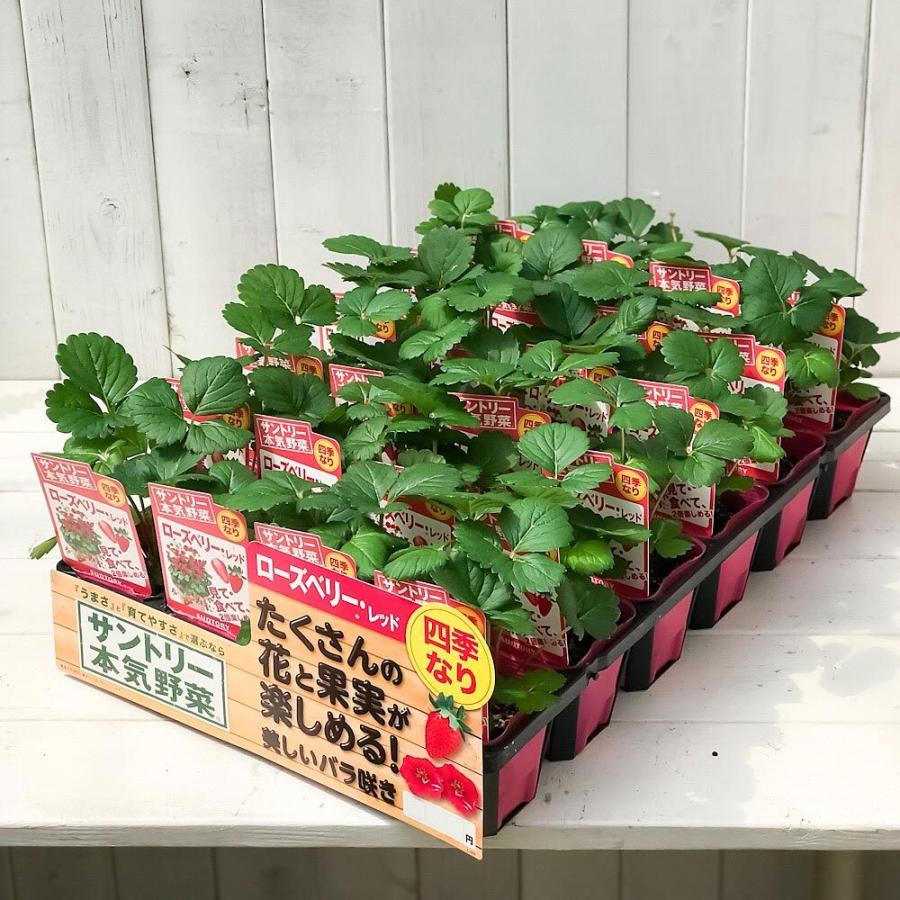野菜苗 サントリー 本気野菜 イチゴ ローズベリーレッド 3号ポット 3ポットセット 果物 果菜苗 イチゴ苗 いちご苗 いちご 四季なり プランチュ Yahoo 店 通販 Yahoo ショッピング