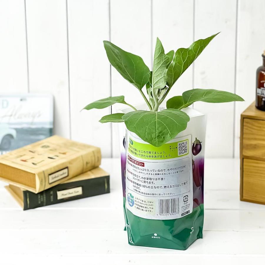 デルモンテ めちゃラク ナス栽培セット 野菜 野菜苗 ナス ナス苗 予防接種苗 植え込み完成品 プランチュ Yahoo 店 通販 Yahoo ショッピング