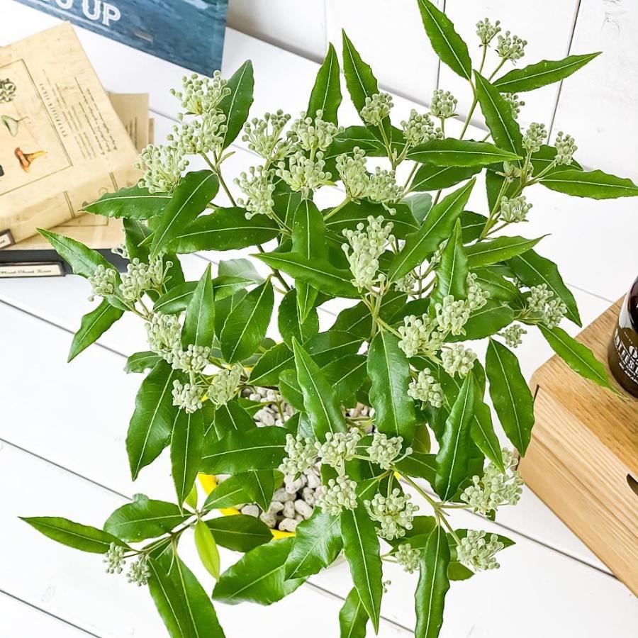 好評につき延長 レモンマートル オージープランツ 希少 選べるサイズ展開 Www Poker10la Com