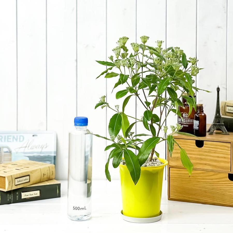 ハーブ 信託 レモンマートル 4号鉢 受け皿付き 育て方説明書付き オージープランツ Backhousia Citriodora 観葉植物