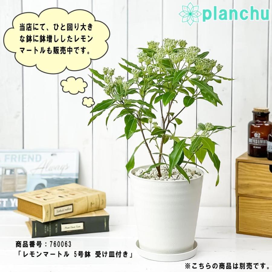 ハーブ レモンマートル 4号鉢 受け皿付き 育て方説明書付き Backhousia Citriodora オージープランツ 観葉植物 プランチュ Yahoo 店 通販 Yahoo ショッピング
