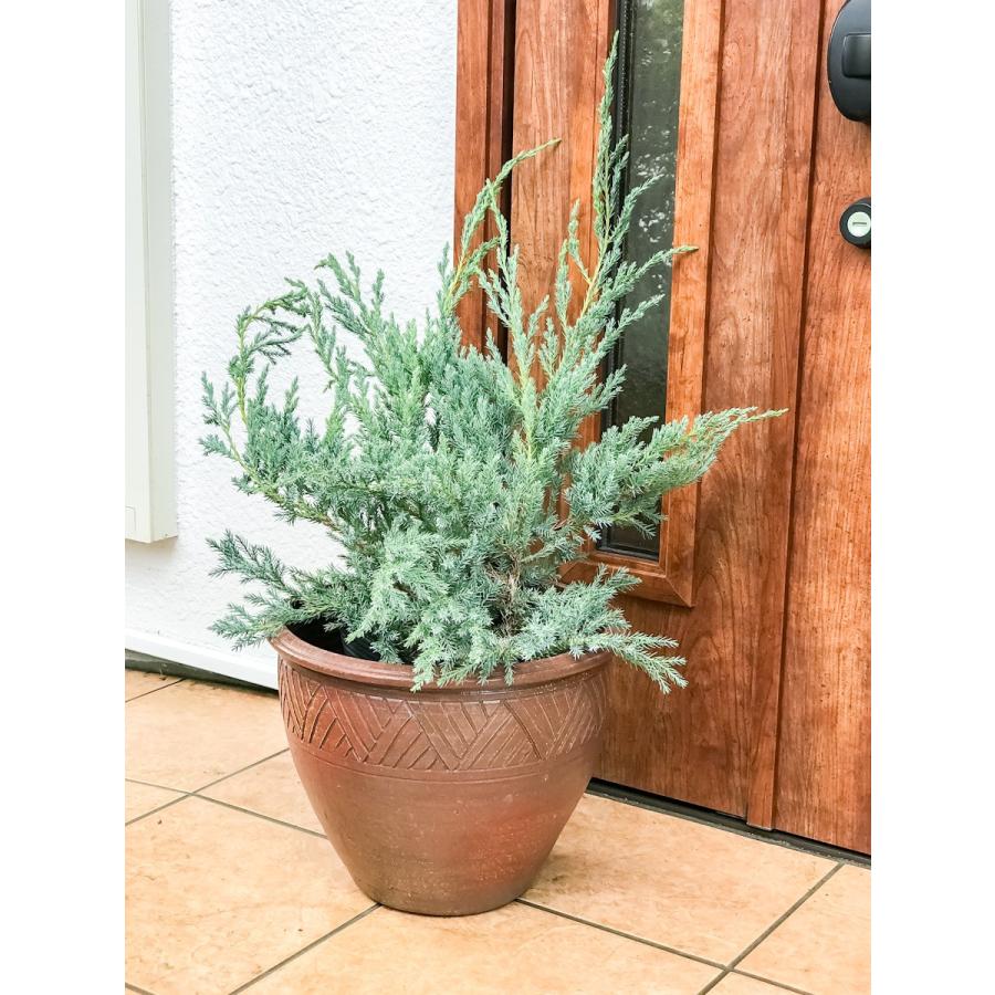 コニファー ジュニペルス ブルーカーペット タイテラコッタ鉢植え 庭木 常緑低木 北欧スタイル グランドカバー プランチュ Yahoo 店 通販 Yahoo ショッピング