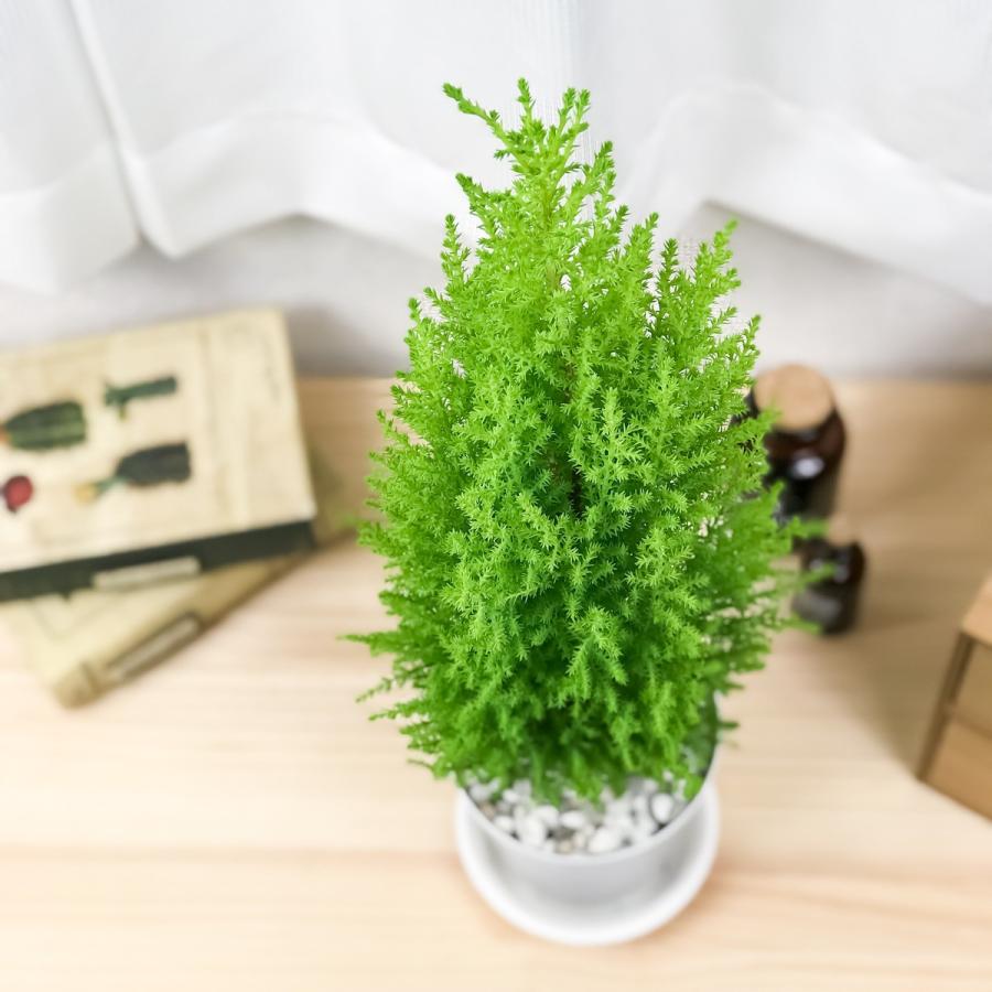 観葉植物 コニファー ゴールドクレスト ウィルマ 4号鉢 Cupressus Macrocarpa Wilma 庭木 植木 針葉樹 クリスマスツリー プランチュ Yahoo 店 通販 Yahoo ショッピング