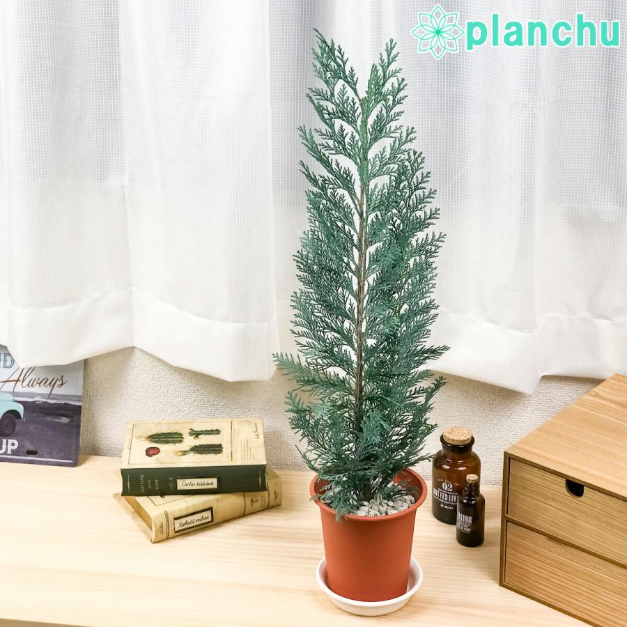 観葉植物 コニファー コルムナリス 4号鉢 Chamaecyparis Lawsoniana Columnaris 庭木 植木 針葉樹 クリスマスツリー プランチュ Yahoo 店 通販 Yahoo ショッピング