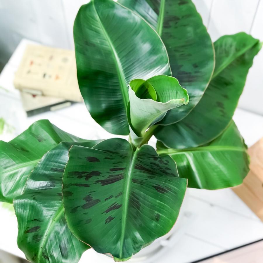 熱帯果樹 三尺バナナ 8号鉢 グロウコンテナ グリーン 受け皿付き 説明書付き Musa Acuminata Dwarf Cavendish サンジャクバナナ バナナの木 観葉植物 苗 プランチュ Yahoo 店 通販 Yahoo ショッピング