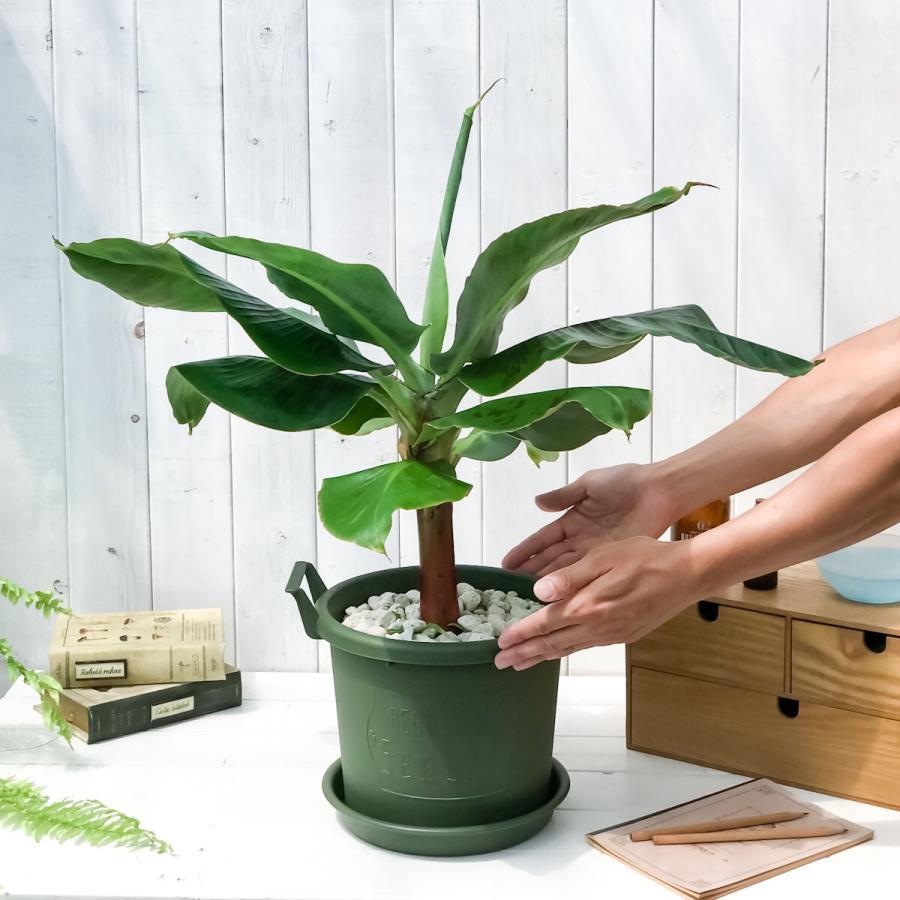 熱帯果樹 三尺バナナ 8号鉢 グロウコンテナ グリーン 受け皿付き 説明書付き Musa Acuminata Dwarf Cavendish サンジャクバナナ バナナの木 観葉植物 苗 プランチュ Yahoo 店 通販 Yahoo ショッピング