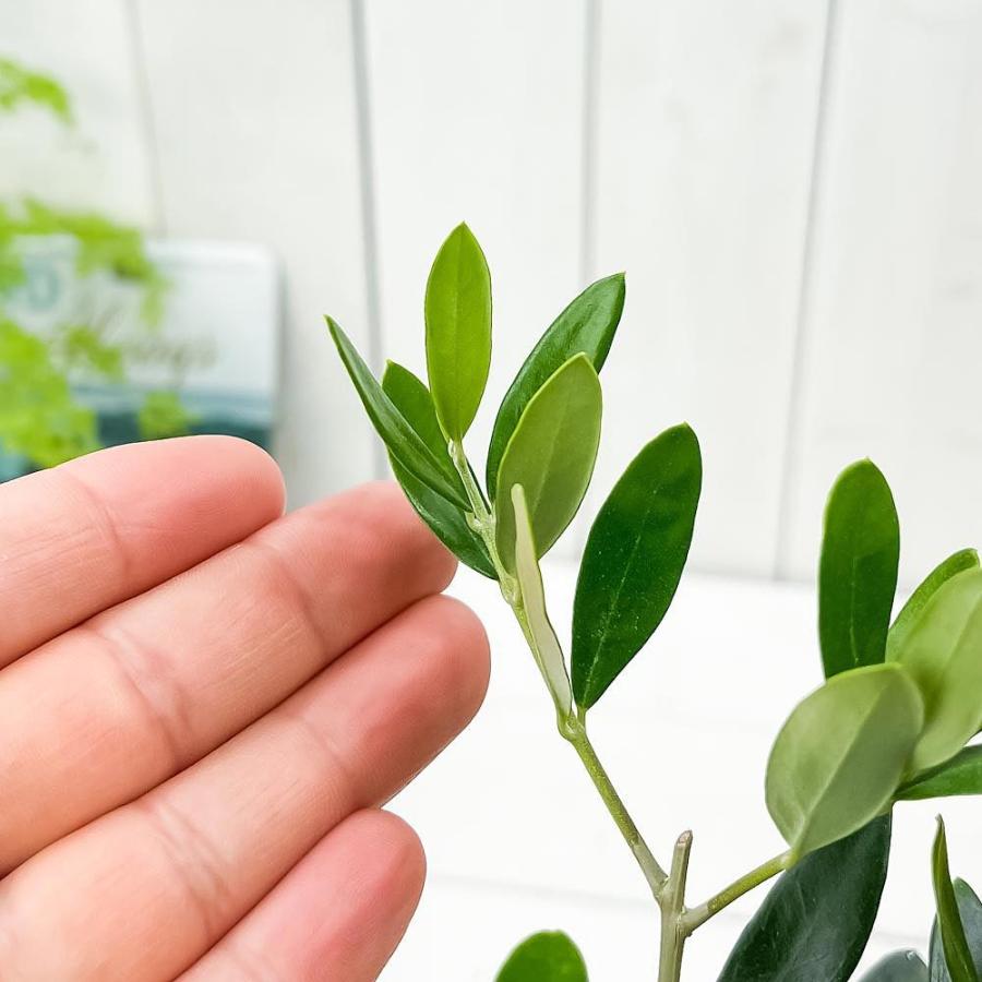 観葉植物 オリーブ ルッカ 4号鉢 受け皿付き 育て方説明書付き Olea Europaea 果樹苗 苗木 プランチュ Yahoo 店 通販 Yahoo ショッピング