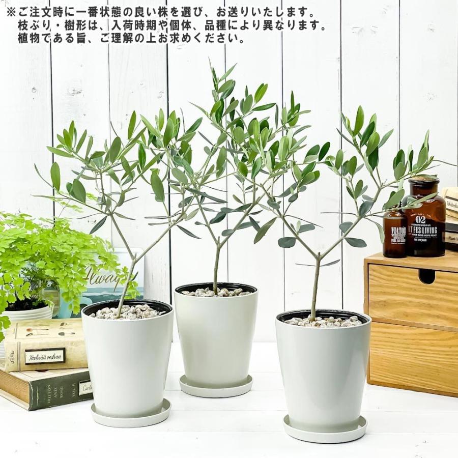 観葉植物 オリーブ ルッカ 4号鉢 受け皿付き 育て方説明書付き Olea Europaea 果樹苗 苗木 プランチュ Yahoo 店 通販 Yahoo ショッピング