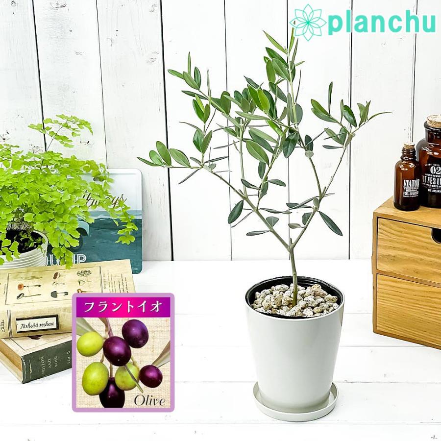 観葉植物 オリーブ フラントイオ 4号鉢 受け皿付き Olea 育て方説明書付き まとめ買いでお得 果樹苗 苗木 Europaea