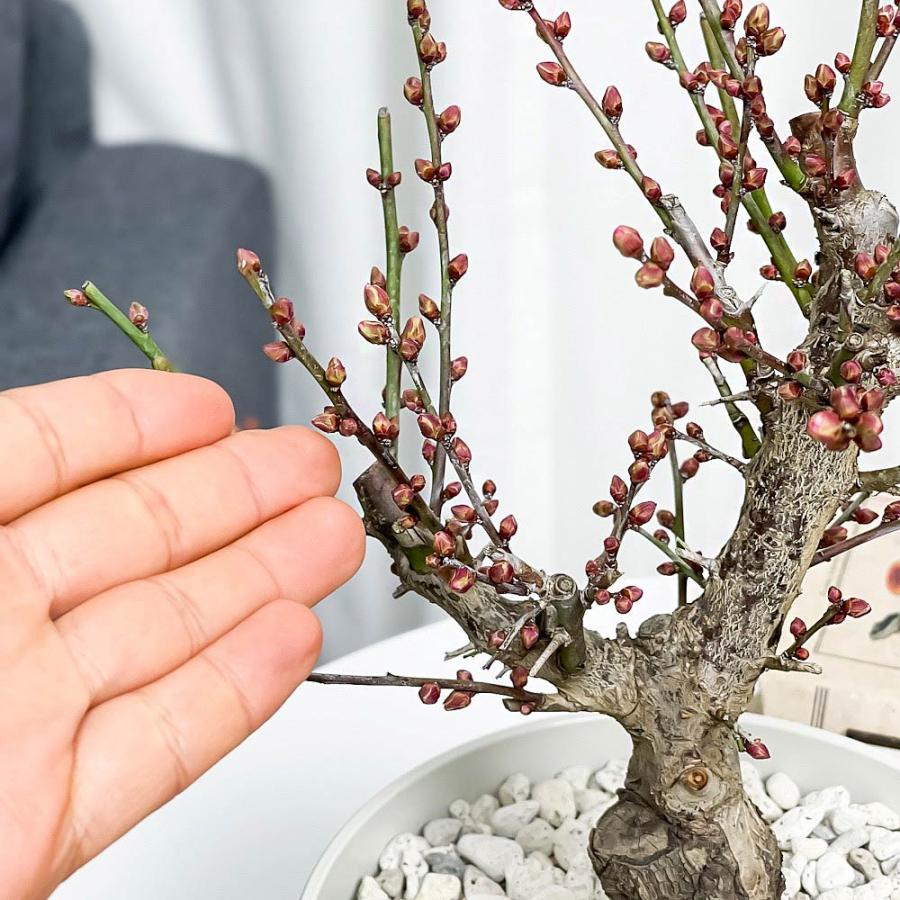 盆栽 花梅 紅冬至 6号鉢 受け皿付き 育て方説明書付き Prunus mume ‘Benitouji’ ウメ ベニトウジ｜planchu｜03