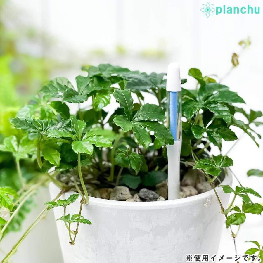 ゆうパケット発送 送料無料 水やりチェッカー 水分計 サスティー Mサイズ 1本 3 5 6号鉢用 サスティ プランチュ Yahoo 店 通販 Yahoo ショッピング