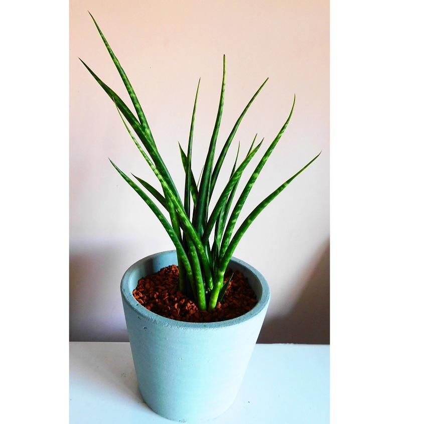観葉植物サンセベリア ファーンウッド グレー鉢 Planquor 通販 Yahoo ショッピング