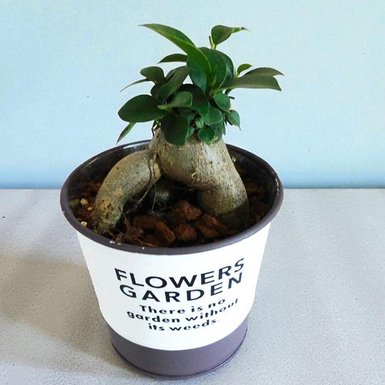 観葉植物 「幸せを呼ぶ木」 ミニがじゅまる ブリキ鉢 yello、green