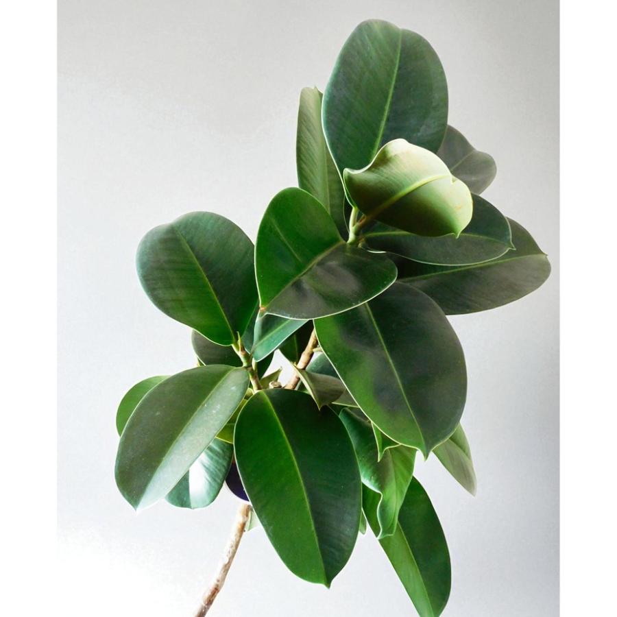 観葉植物 フィカス ソフィア 7号 鉢カバー付 Ficus elastica 'sofia