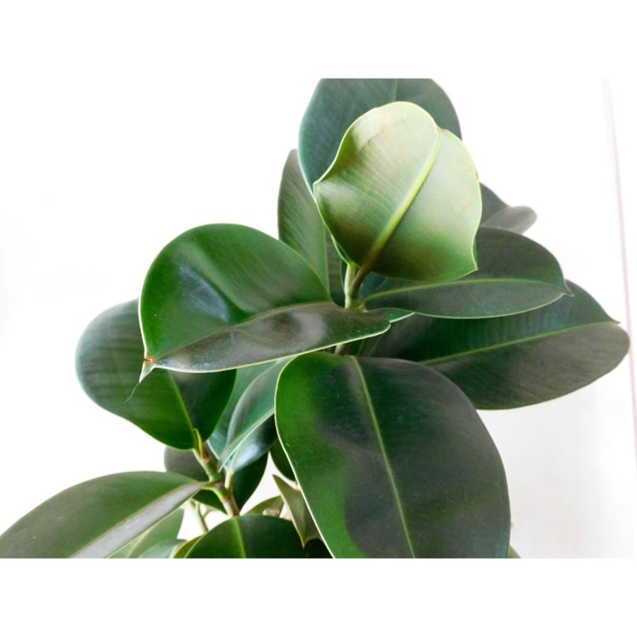 観葉植物 フィカス ソフィア 7号 鉢カバー付 Ficus elastica 'sofia