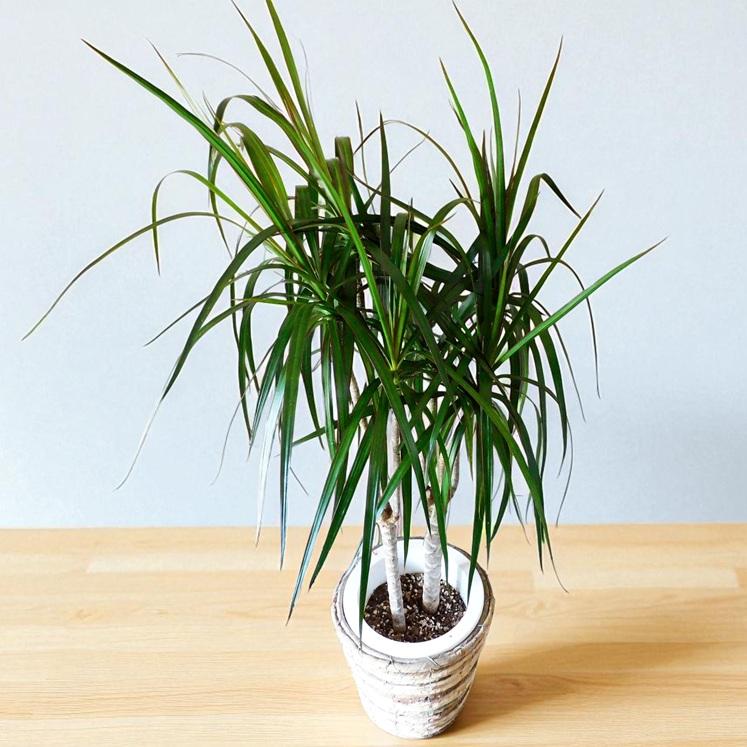 観葉植物 ドラセナ コンシンナ 7号 鉢カバー付 スタイリッシュな細葉