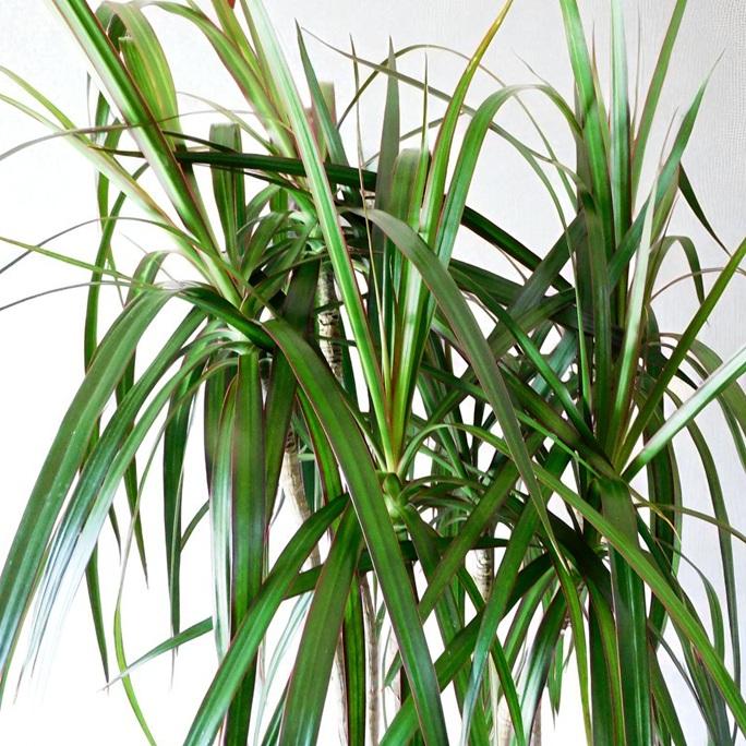 観葉植物 ドラセナ コンシンナ 7号 鉢カバー付 スタイリッシュな細葉