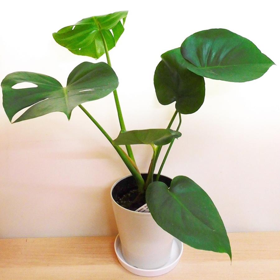 （こーじ）#5 モンステラ ミント　2号鉢サイズ　TC純化済株 ネコポス こーじ）#5 モンステラ ミント 2号鉢サイズ TC純化済株 ネコポス こ