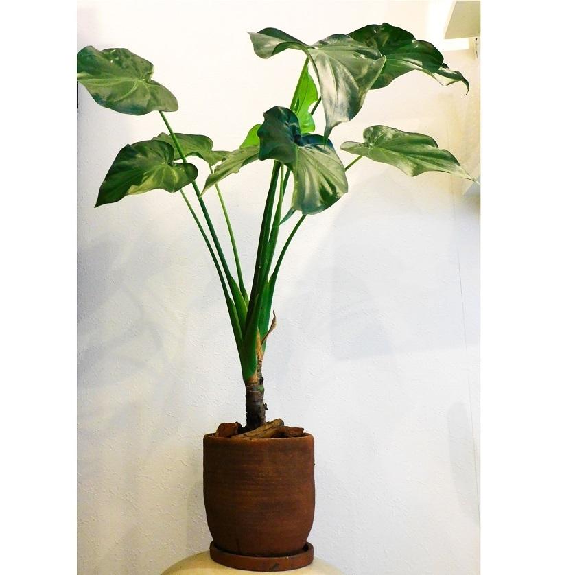 観葉植物 ヒメクワズイモ 6号 ブラウン Planquor 通販 Yahoo ショッピング