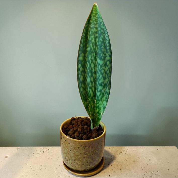 観葉植物 サンスベリア Masoniana 5号陶器鉢入 誕生日 記念日 