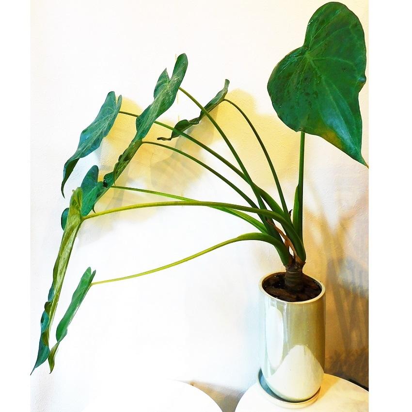 観葉植物 ヒメクワズイモ 超目玉 12月