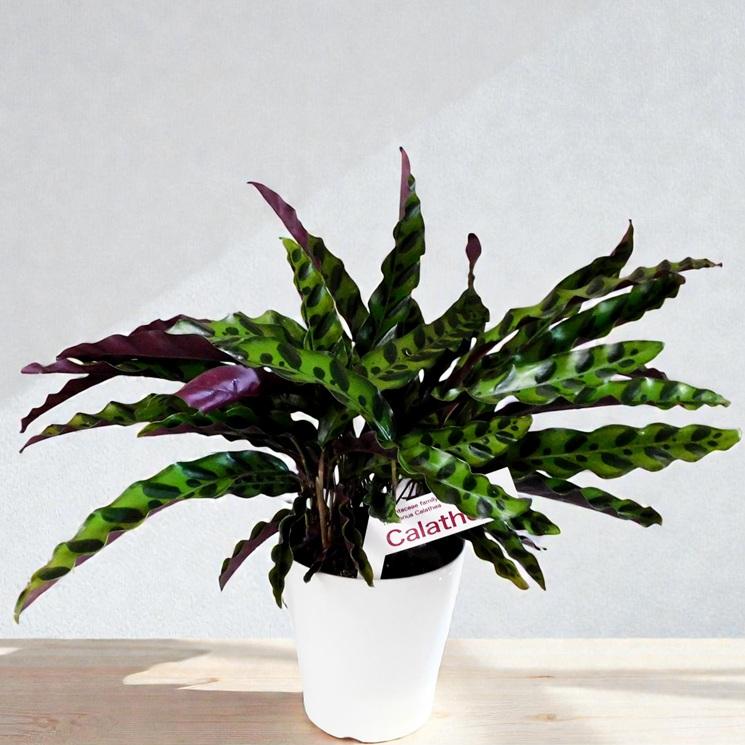観葉植物 カラテア ランキフォリア 5号鉢 波打つ葉 模様葉 室内向け