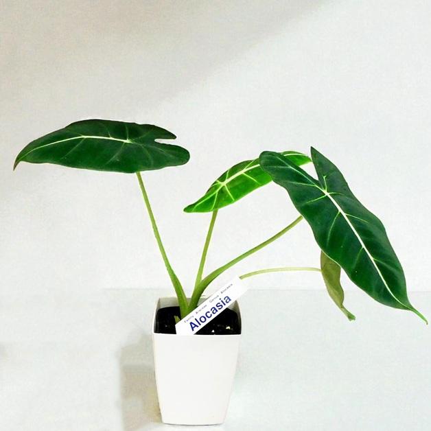 観葉植物 アロカシア グリーンベルベット 4号 おしゃれ インテリア
