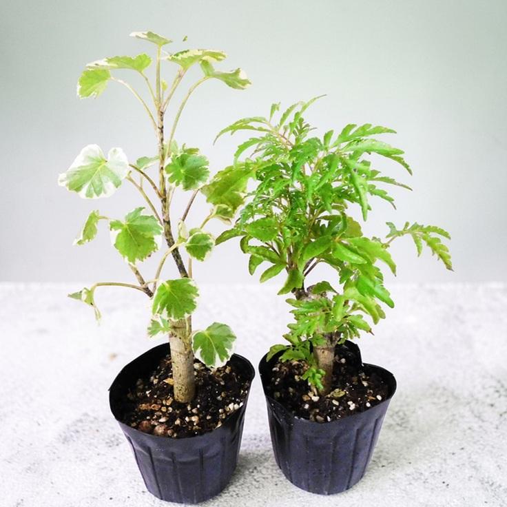 観葉植物 ポリシャス 2種セット マルギナータ フルティコーサ 3.5号 