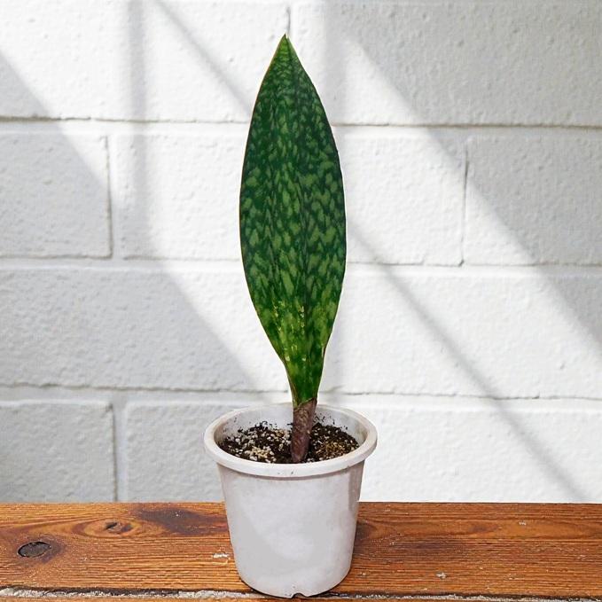 観葉植物 サンスベリア マッソニアーナ Sansevieria Masoniana Fタイプ