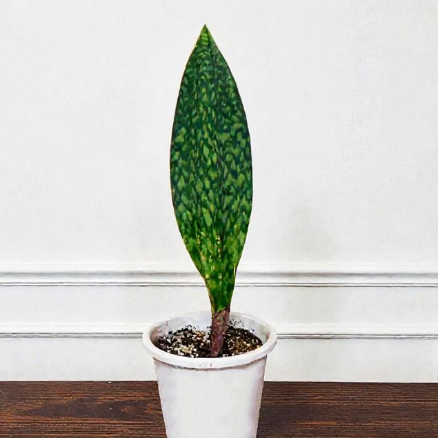 観葉植物 サンスベリア マッソニアーナ Sansevieria Masoniana Fタイプ