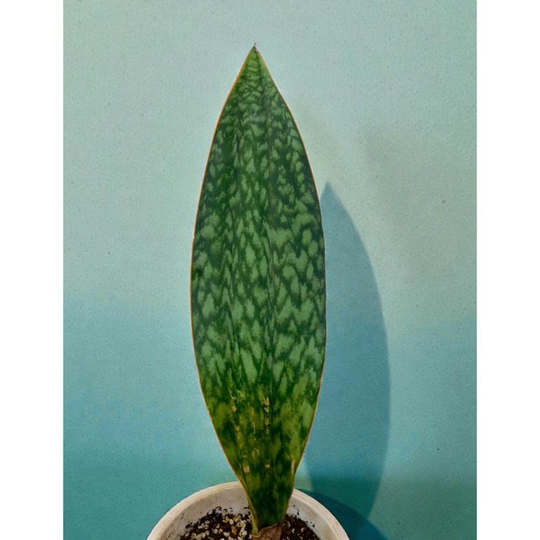 観葉植物 サンスベリア マッソニアーナ Sansevieria Masoniana Fタイプ