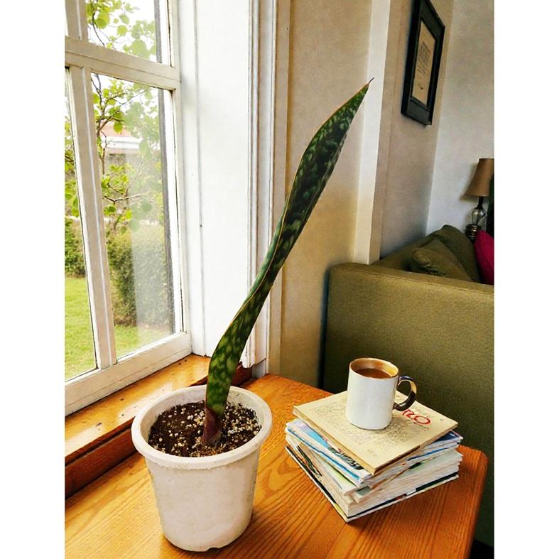 観葉植物 サンスベリア マッソニアーナ Sansevieria Masoniana Fタイプ