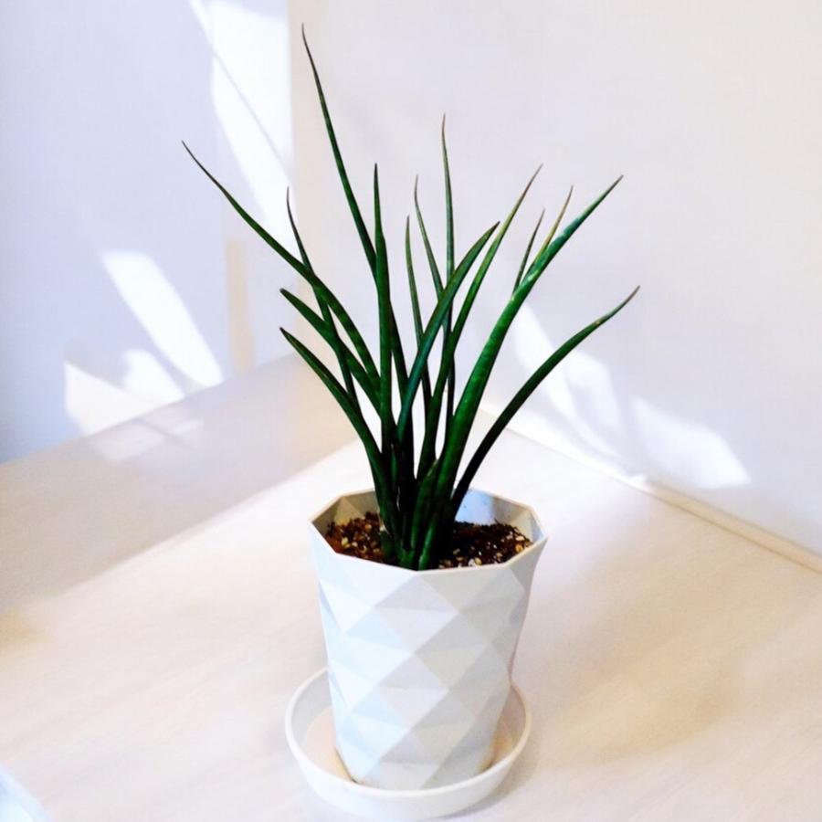 観葉植物 パキラ 丸鉢 Planquor 通販 Yahoo ショッピング