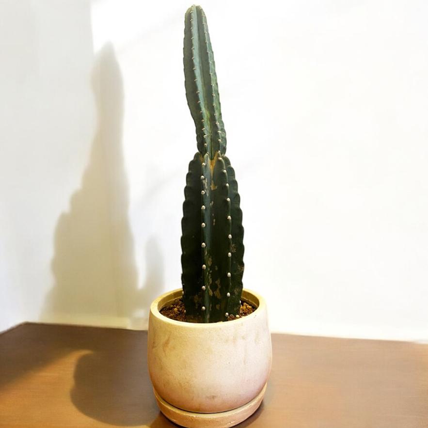 宅配便送料無料 観葉植物 フィカス アルテシマ