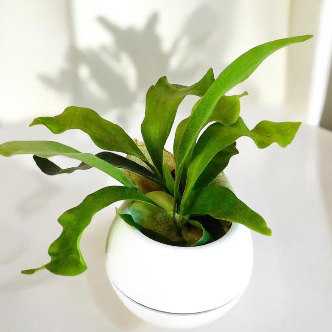 観葉植物 コウモリラン Platycerium bifurcatum 4号 : PLANQUOR - 通販
