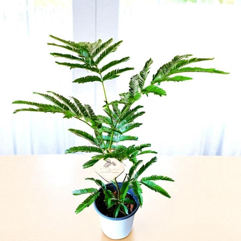 植物 観葉植物 エバーフレッシュ 育てやすい 夫婦円満 アカサヤ 