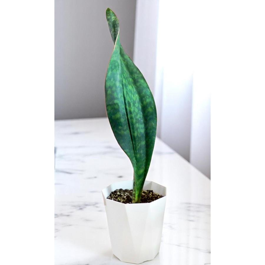 サンセベリア 観葉植物 サンスベリア マッソニアーナ Sansevieria