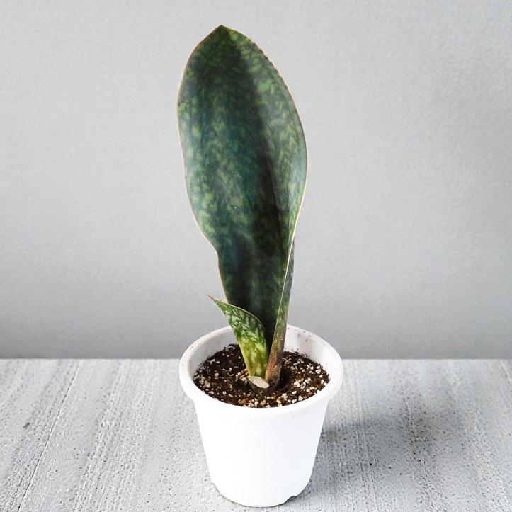 サンセベリア 観葉植物 サンスベリア マッソニアーナ Sansevieria