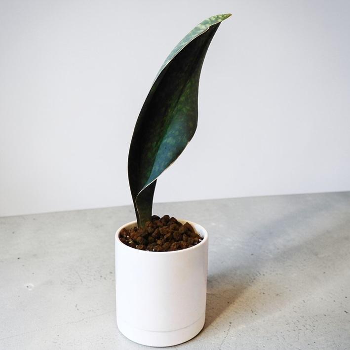 観葉植物 サンスベリア マッソニアーナ Sansevieria Masoniana 5号陶器