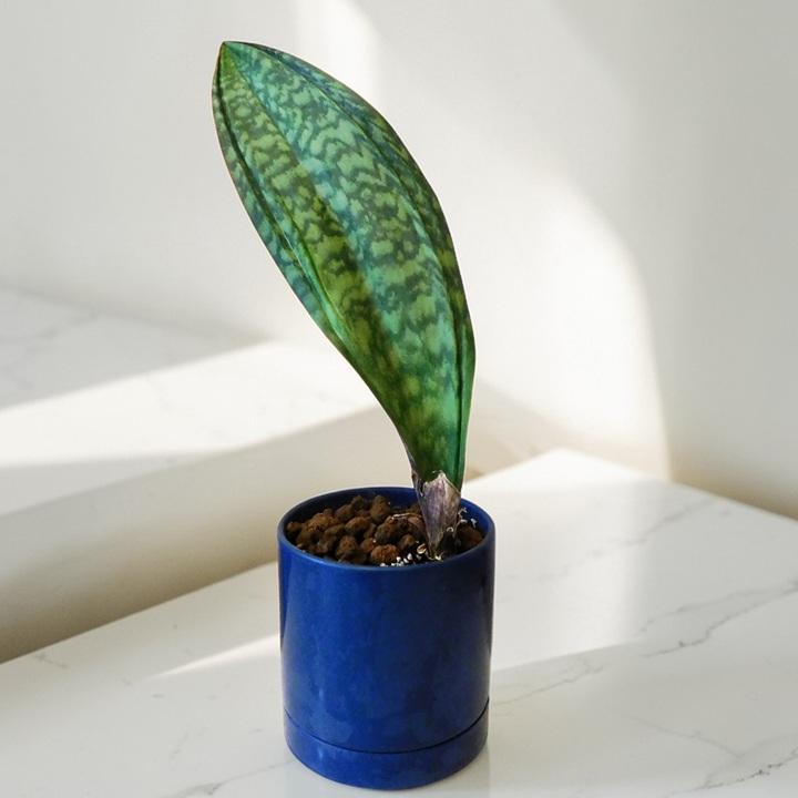 観葉植物 ポリシャス フリスビー 8号 Www Unipymes Com