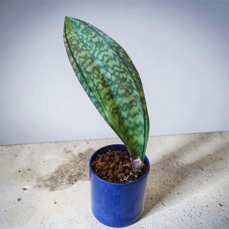 観葉植物 サンスベリア マッソニアーナ 5号陶器鉢 ブルー インテリア