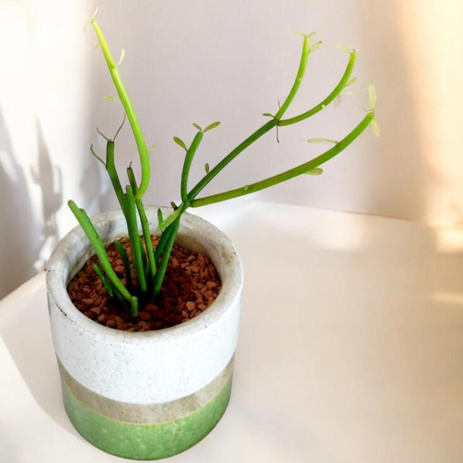 観葉植物 ミルクブッシュ green＆white 4号陶器鉢 ハイドロカルチャー