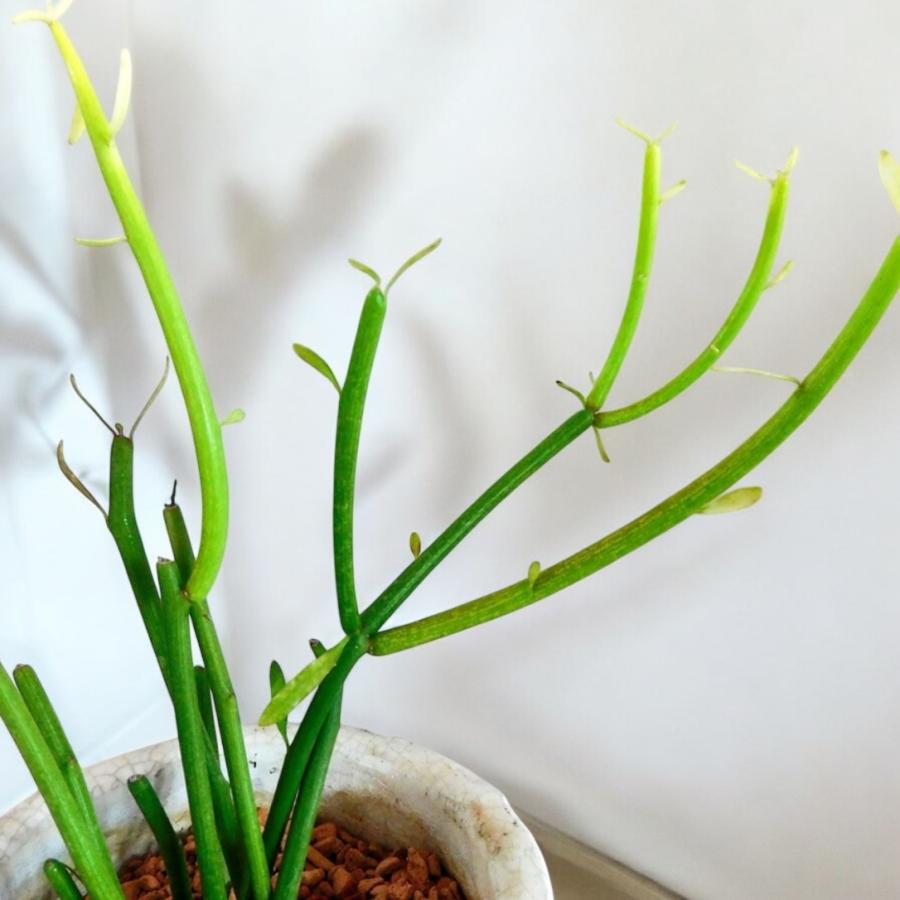 観葉植物 ミルクブッシュ green＆white 4号陶器鉢 ハイドロカルチャー