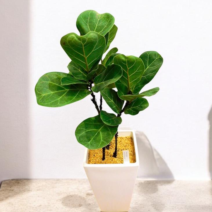 観葉植物 フィカス リラータ カシワバゴム 7号 : PLANQUOR