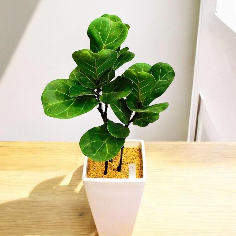 ［現品］5番　カシワバゴムの木　フィカス　リラータ　ストレート　8号　大型　室内 現品］20番 カシワバゴムの木 フィカス リラータ ストレート 8号