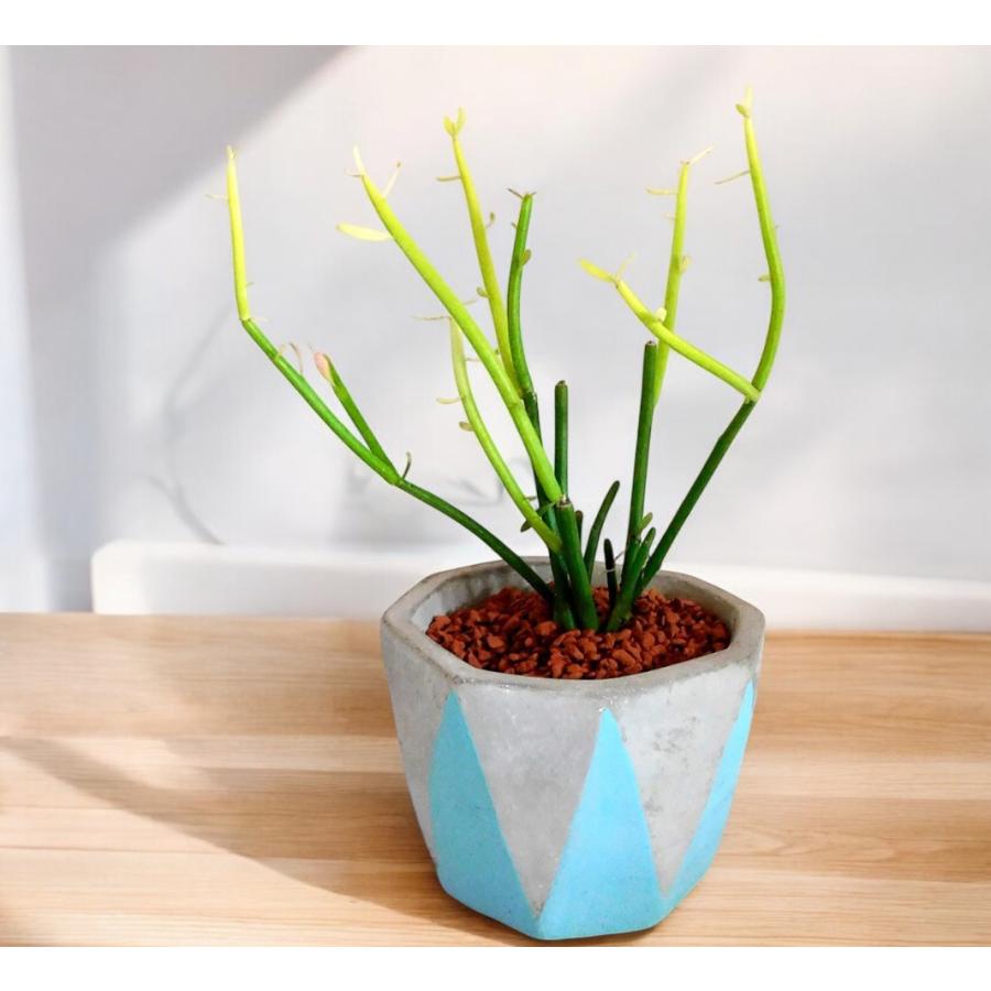 観葉植物 ミルクブッシュ Milk bush 3号ポット ハイドロカルチャー